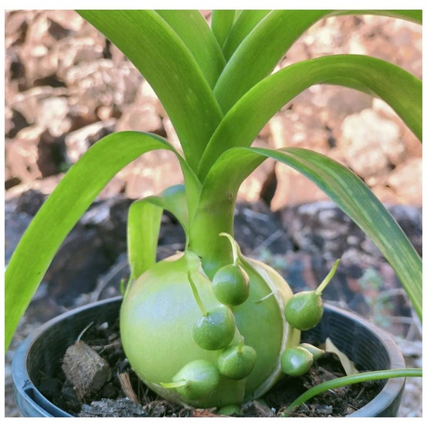 Pregnant Onion Seeds ~Albuca bracteata~ Succulent ~ South African Bulb ~ Easy to grow from Seed ~ Ornithogalum caudatum ~ False Sea Onion