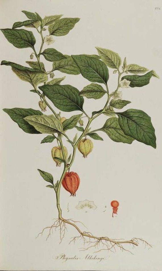 100 Semi Di Lanterna Cinese (Physalis) - Non Trattati, Riproducibili - Foto 2