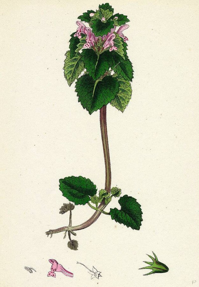 Purple Dead-Nettle Seeds Lamium purpureum Red Henbit Purple Archangle Deadnettle Velikdenche Organic Seeds Mint Family image 9