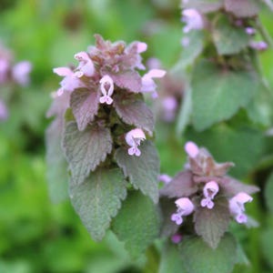 Purple Dead-Nettle Seeds Lamium purpureum Red Henbit Purple Archangle Deadnettle Velikdenche Organic Seeds Mint Family image 4