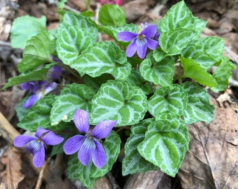 Variegated Korean Violet Seeds ~Viola selkirkii f variegata~ Rare w/Delicate Foliage ~ Ideal for Shade or Containers ~Hardy to Zone 5 & up