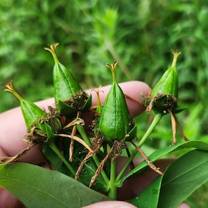 May include: Close-up of green seed pods with a golden-yellow crown, held in a hand. The pods are attached to green stems with large green leaves. The background is blurred green foliage.