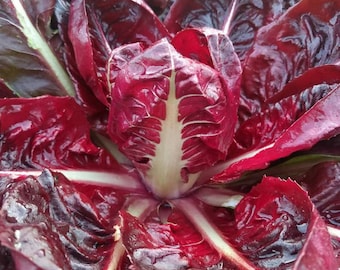 Radicchio &#39;Rossa di Verona&#39; seeds ~Cichorium intybus~ Italian Chicory - Heirloom Endive - Vegetable Greens - Salad Leaves - Perennial