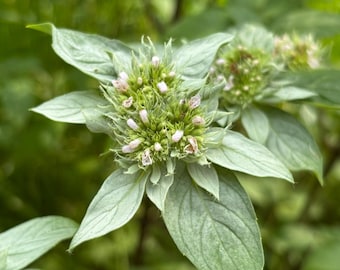 シルバーリーフマウンテンミントの種子 ~Pycnanthemum incanum