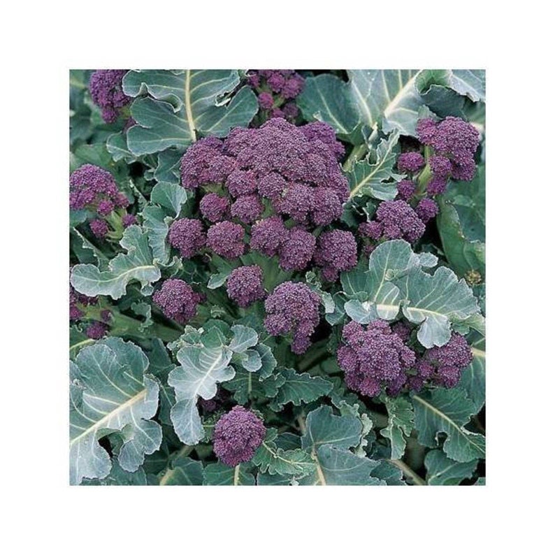 Purple Broccoli ~purple Sprouting Early~ Heirloom Open Pollinated Seeds ...