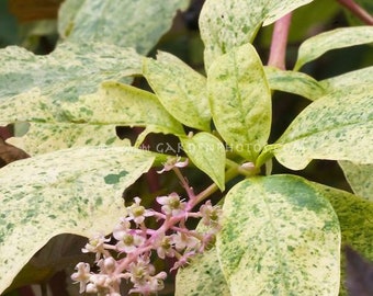 Graines de plante d'Amérique panachée ~Phytolacca americana f. variegata~ Feuillage ornemental vibrant ~ Indigène
