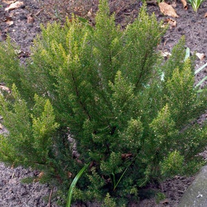 Tree Heath Seeds erica Arborea White Heath Giant Heather Briar Root ...