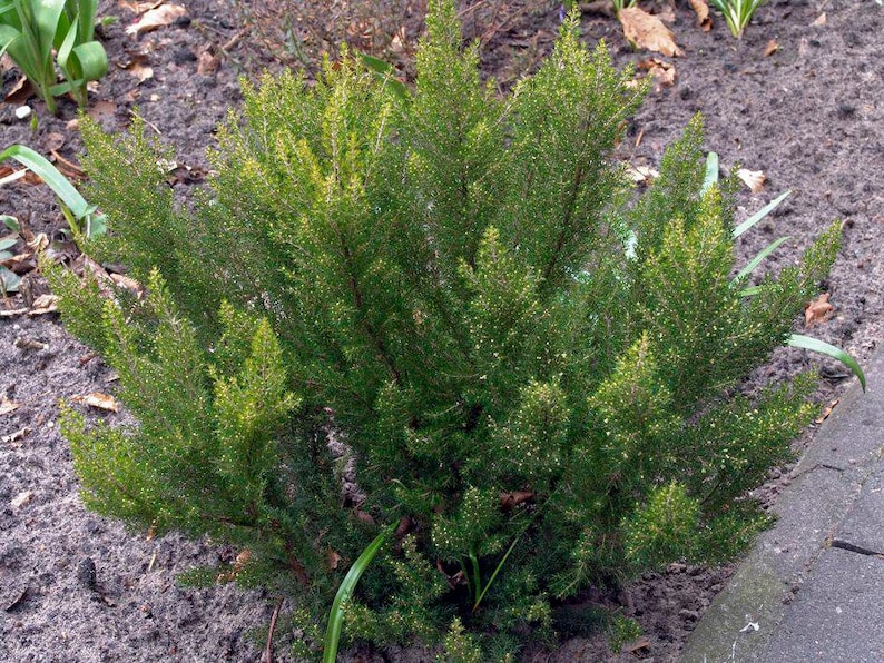 Tree Heath Seeds erica Arborea White Heath Giant Heather - Etsy