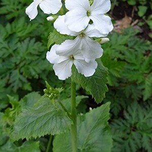 Graines de plante Silver Dollar Lunaria annua 'albiflora' Fleurs blanches image 2