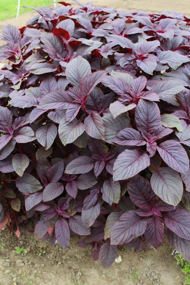 Amaranth 'Red Garnet' Amaranthus tricolor | Etsy
