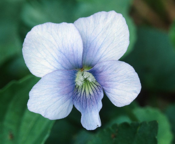 Violeta azul de flores blancas Viola sororia 'Alba' - Etsy España