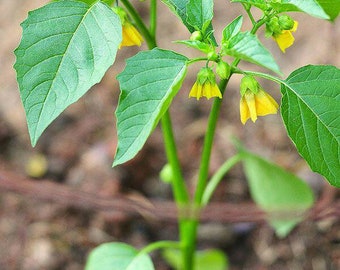 Tomatillo Seeds ~Physalis philadelphia~ Mexican Tomato Tome verde ~ Open Pollinated ~ Vigorous, Easy to Grow Heavy Bearer