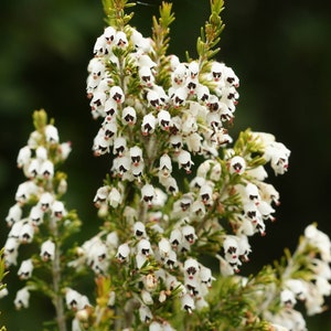 Tree Heath Seeds Erica arborea White Heath Giant Heather Briar root Bruyère Ericaceae Scented Garden Briarwood Smoking Pipe image 9