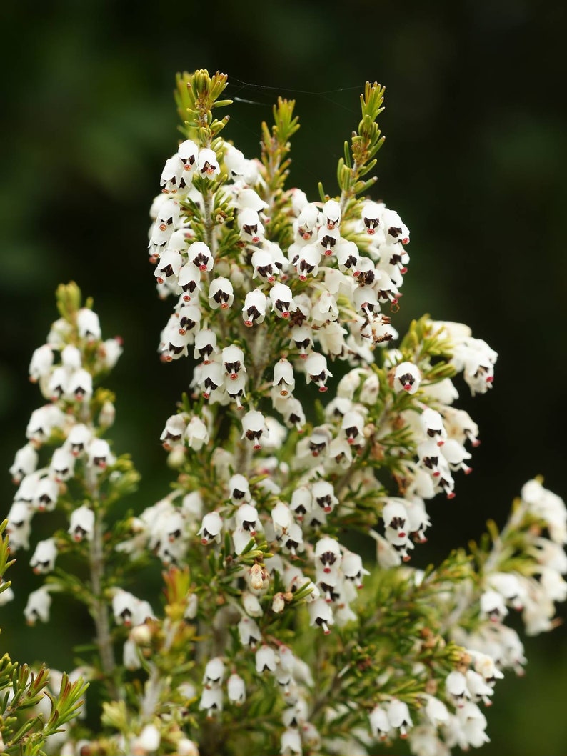 Tree Heath Seeds Erica arborea White Heath Giant Heather Briar root Bruyère Ericaceae Scented Garden Briarwood Smoking Pipe image 9