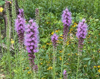 Prairie Feather Seeds ~Liatris spicata~ Marsh Blazing Star ~ Native ~ Perennial Wildflower ~ Spikes are Magnet for Pollinators