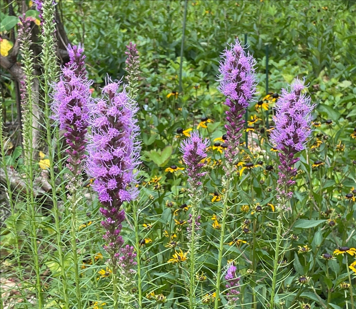 Prairie Feather Seeds ~liatris Spicata~ Marsh Blazing Star ~ Native ~  Perennial Wildflower ~ Spikes Are Magnet for Pollinators - Etsy, image size:1231x1068