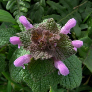 Purple Dead-Nettle Seeds Lamium purpureum Red Henbit Purple Archangle Deadnettle Velikdenche Organic Seeds Mint Family image 6