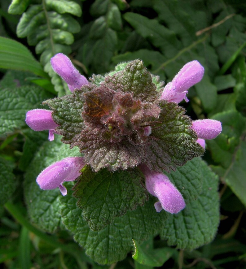 Purple Dead-Nettle Seeds Lamium purpureum Red Henbit Purple Archangle Deadnettle Velikdenche Organic Seeds Mint Family image 6