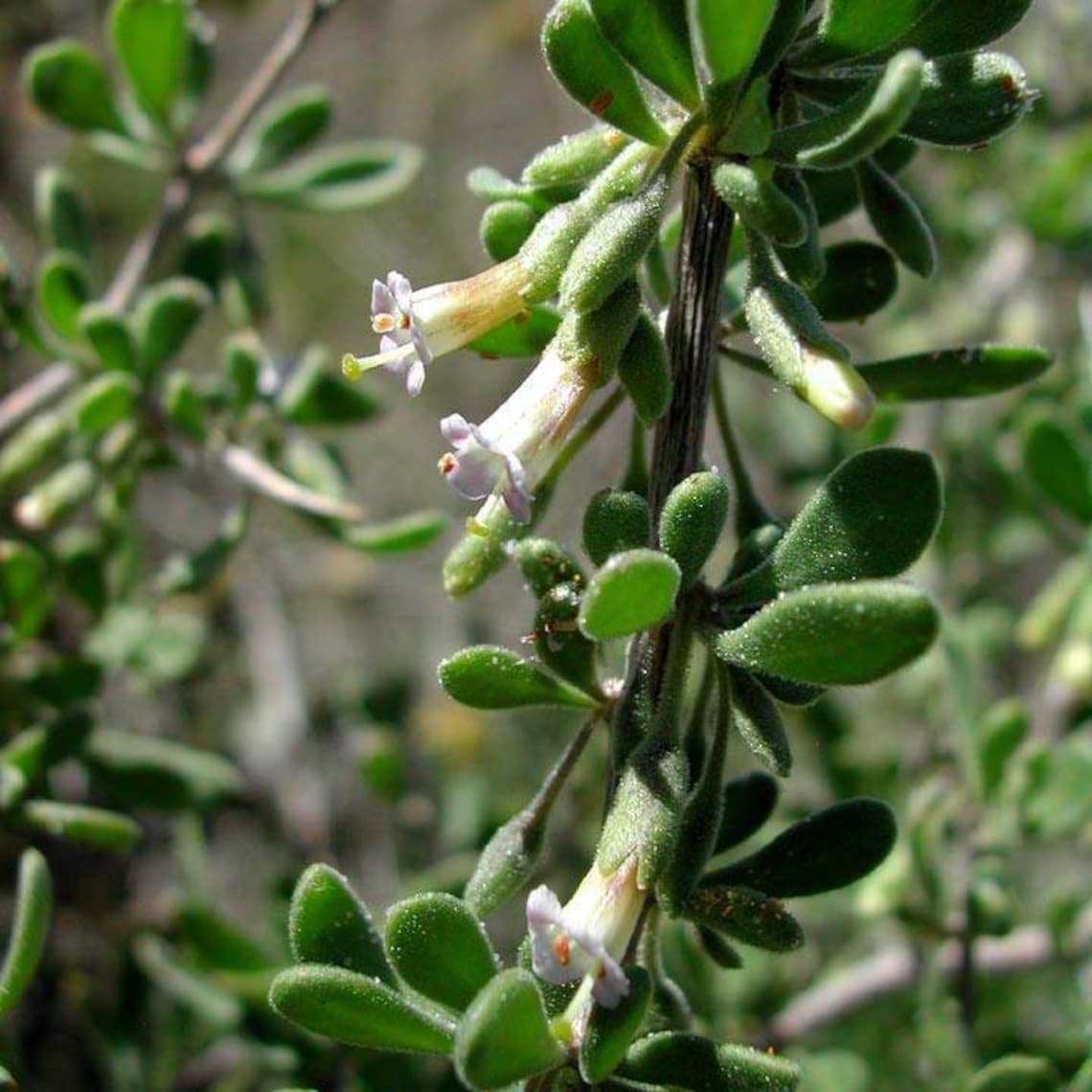 Red Fruiting Wolfberry Shrub Goji Berry In Tucson Arizona Stock Photo