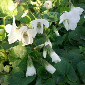 White-Flowered Blue Violet Viola sororia 'Alba' Seeds Native Wildflower aka Lesbian Flower Purple Meadow Violet Woolly, Hooded Wood image 3