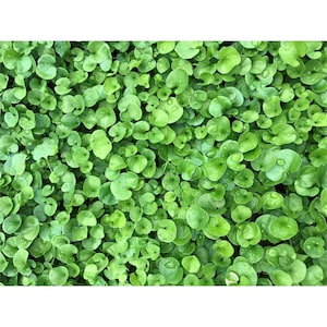 Mercury Bay Weed Dichondra repens Beautiful Mat-Forming Ground Cover Lawn Plant Kidney Weed image 2