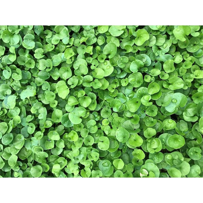 Mercury Bay Weed Dichondra repens Beautiful Mat-Forming Ground Cover Lawn Plant Kidney Weed image 2