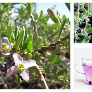 Black Goji Berry ~Lycium ruthenicum~ Himalayan Black Wolfberry Seeds ~ Rare, Self-Fertile Superfruit ~ Russian Boxthorn