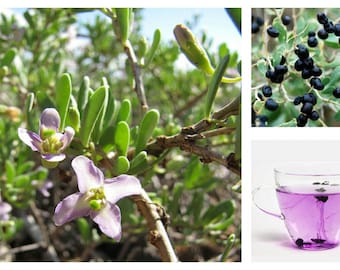 Black Goji Berry ~Lycium ruthenicum~ Himalayan Black Wolfberry Seeds ~ Rare, Self-Fertile Superfruit ~ Russian Boxthorn