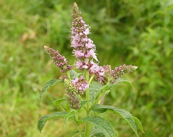 Semi di Mentha longifolia ~Mentha longifolia~ Menta da giardino ~ Menta marocchina~
