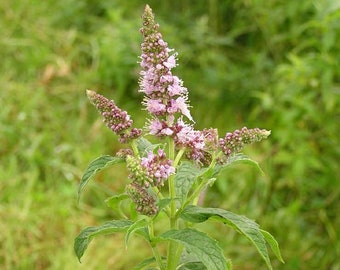 Horsemint Seeds ~Mentha longifolia~ Garden Mint ~ Moroccan Mint~