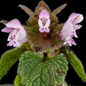 Purple Dead-Nettle Seeds Lamium purpureum Red Henbit Purple Archangle Deadnettle Velikdenche Organic Seeds Mint Family image 5