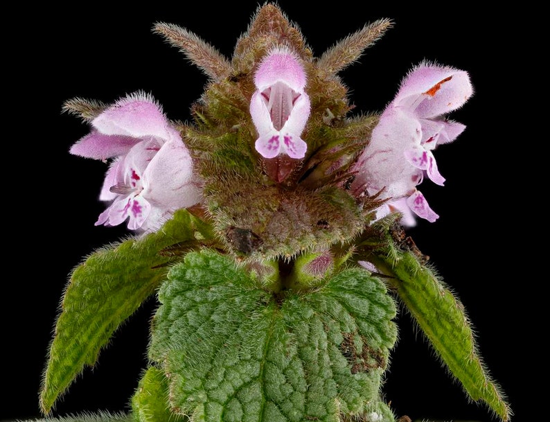 Purple Dead-Nettle Seeds Lamium purpureum Red Henbit Purple Archangle Deadnettle Velikdenche Organic Seeds Mint Family image 5