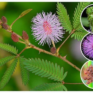 Semillas de plantas sensibles ~Mimosa pudica~ ¡Hojas que se mueven! ~ Planta tímida ~ Planta vergonzosa ~ No me toques