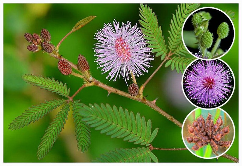 Sensitive Plant Seeds Mimosa pudica Leaves that move Shy plant Bashful Plant Touch-Me-Not image 1