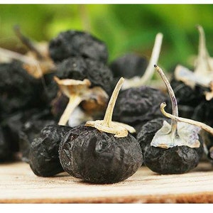 Lycium Ruthenicum Black Goji Berry ~lycium Ruthenicum~ Himalayan Black Wolfberry Seeds ...