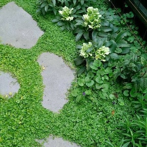 Mercury Bay Weed Dichondra repens Beautiful Mat-Forming Ground Cover Lawn Plant Kidney Weed image 8