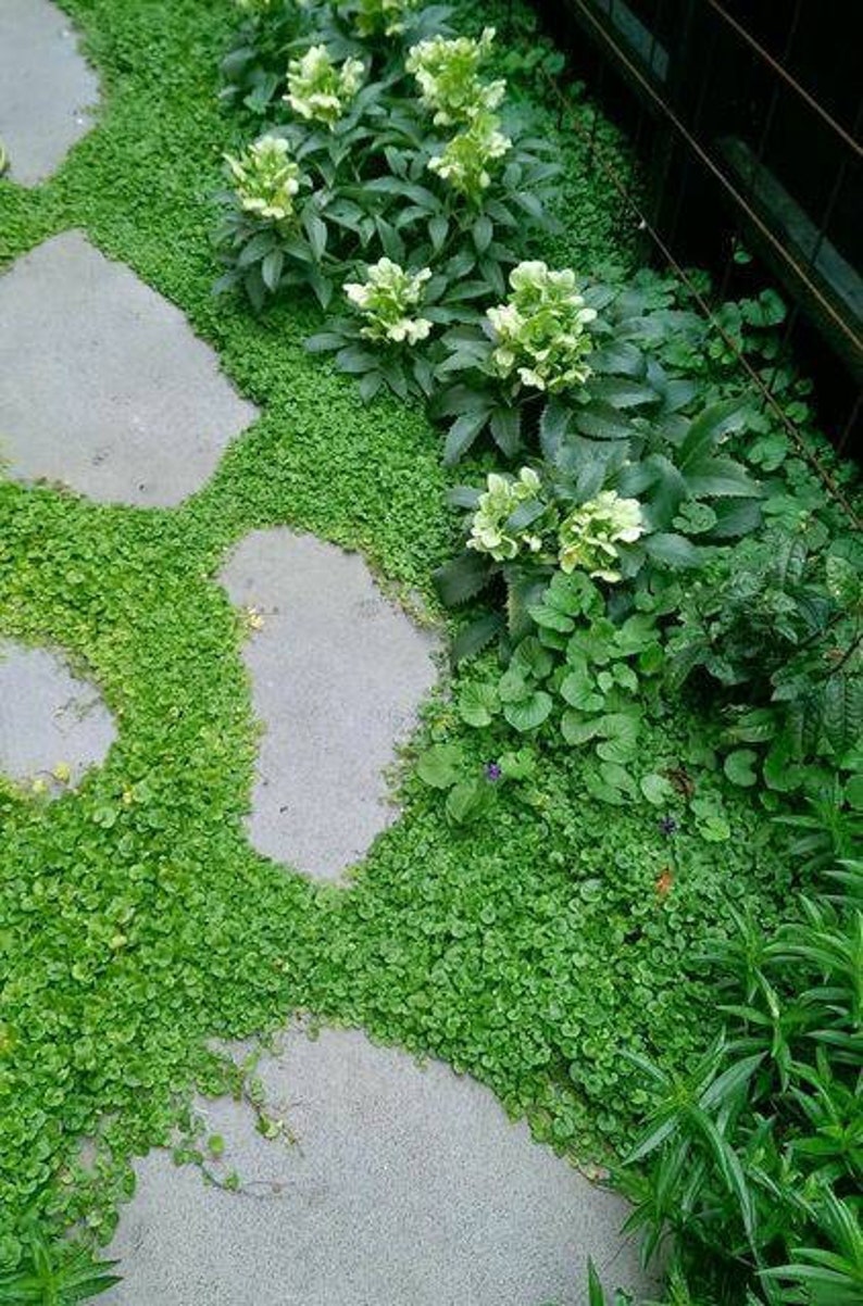 Mercury Bay Weed Dichondra repens Beautiful Mat-Forming Ground Cover Lawn Plant Kidney Weed image 8