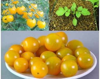 トマト やさいバス/瀬戸内トマト