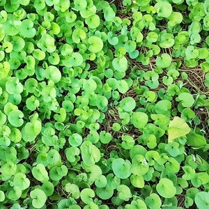 Mercury Bay Weed Dichondra repens Beautiful Mat-Forming Ground Cover Lawn Plant Kidney Weed image 3