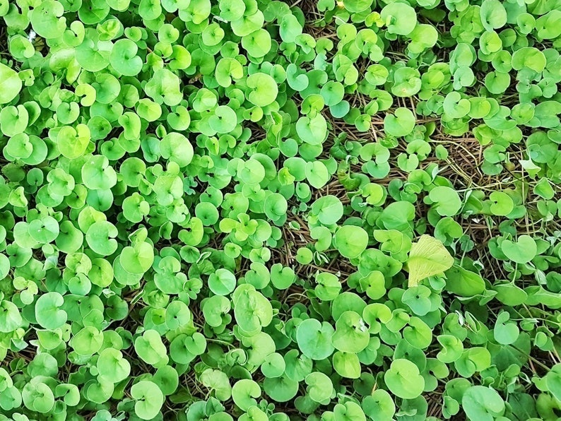 Mercury Bay Weed Dichondra repens Beautiful Mat-Forming Ground Cover Lawn Plant Kidney Weed image 3