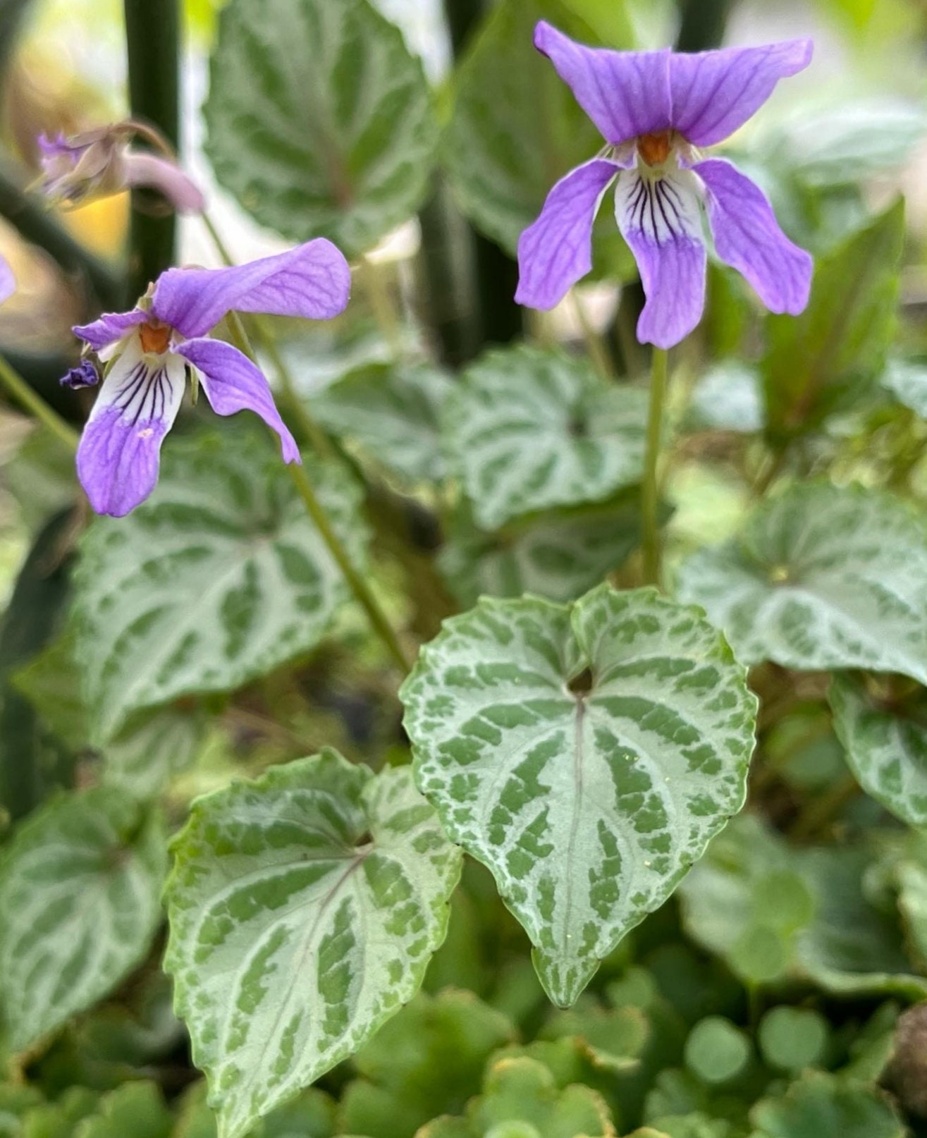 Variegated Korean Violet Seeds ~viola Selkirkii F Variegata~ Rare