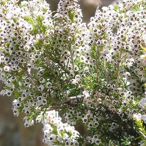 Tree Heath Seeds Erica arborea White Heath Giant Heather Briar root Bruyère Ericaceae Scented Garden Briarwood Smoking Pipe image 10