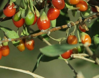 Sonoran Goji Berry ~Lycium excserum~ Desert Wolfberry Seeds ~ Arizona Desert-Thorn ~ Rare, Self-Fertile Superfruit ~