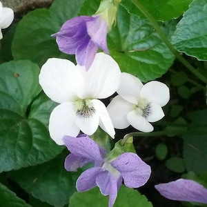 Può includere: Primo piano di fiori bianchi e viola con foglie verdi. I fiori hanno cinque petali e sono in fiore. Le foglie sono verdi e hanno una consistenza liscia.