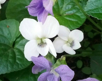 White-Flowered Blue Violet ~Viola sororia 'Alba' Seeds~ Native Wildflower ~ aka Lesbian Flower ~ Purple Meadow Violet~ Woolly, Hooded Wood