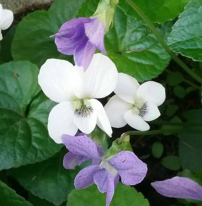 White-Flowered Blue Violet Viola sororia 'Alba' Seeds Native Wildflower aka Lesbian Flower Purple Meadow Violet Woolly, Hooded Wood image 1