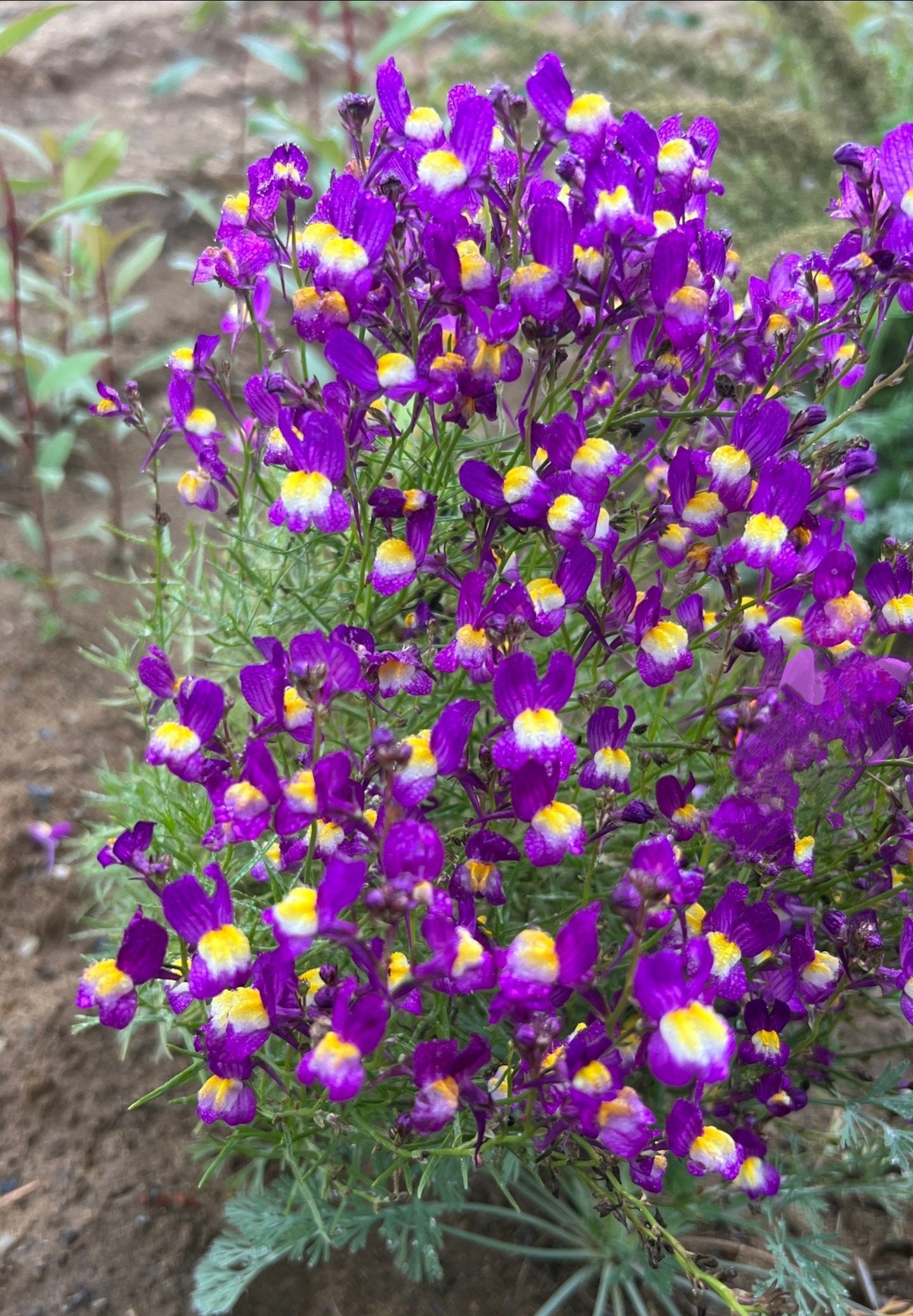 Toadflax 'fairy Bouquet' ~linaria Maroccana~ Moroccan Snapdragon