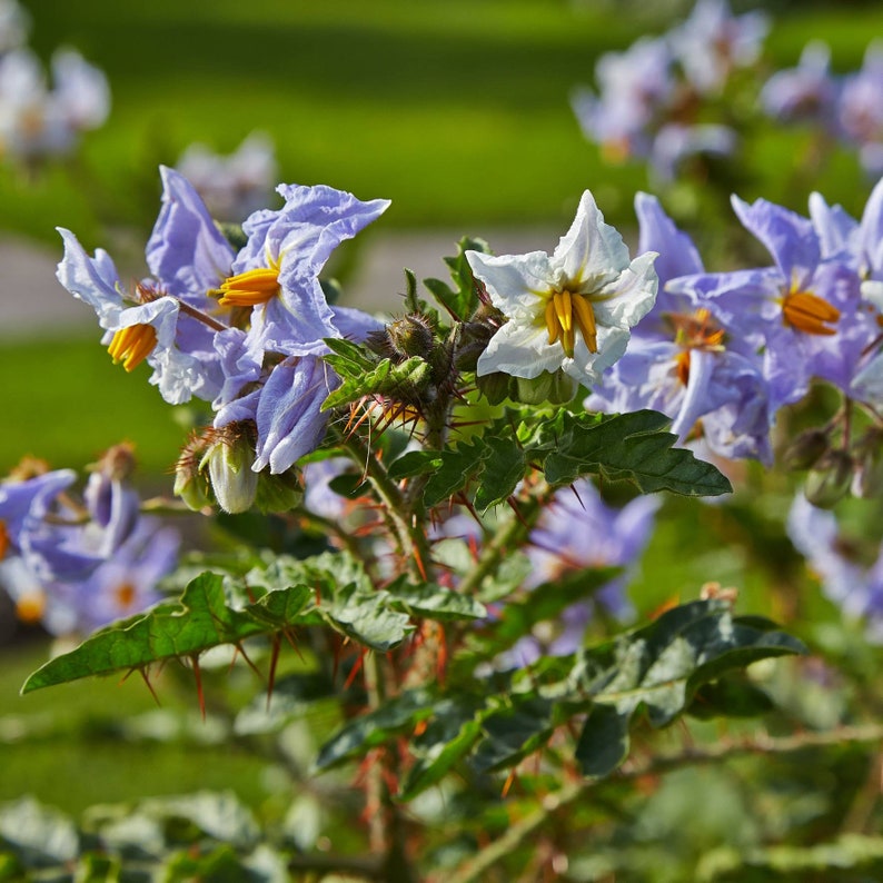 Litchi Tomato Solanum sisymbriifolium Seeds Large White-Lavender Flowers Morelle de Balbis Vila-vila Fire-and-Ice Plant image 2