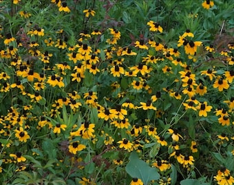 Clasping Coneflower Seeds ~Rudbeckia amplexicaulis~ Easy-Grow Perennial! Bold Yellow Blooms in Sun/Part Shade
