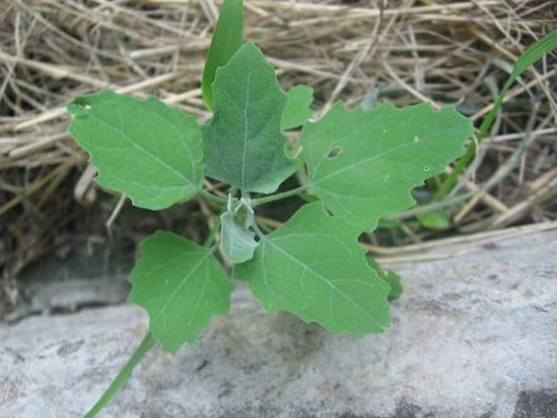 Lambs Quarters Seeds Chenopodium album ' Wild Spinach Etsy